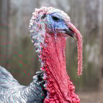 Profile image of the blue face and red wattle of a male turkey on a farm. photo