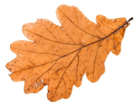 back side of autumn broken leaf of oak tree photo