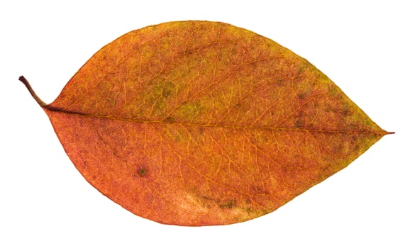 dried red and yellow leaf of apple tree isolated photo