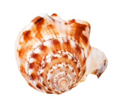 helix shell of sea mollusk isolated on white photo