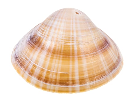 brown shell of clam perforated for making beads photo