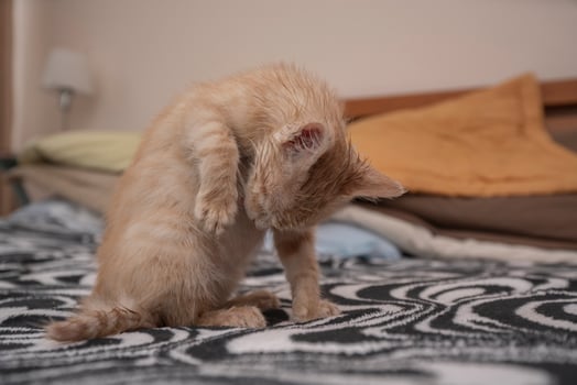 Small light brown baby kitten cleaning her abdomen with her tongue on the bed photo