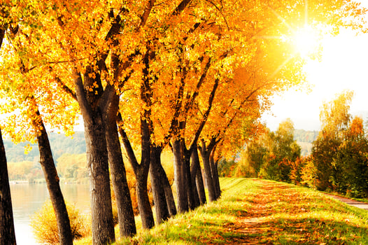 Colorful bright leaves falling in autumnal park. photo