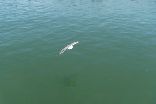 View of seagull at Pier photo