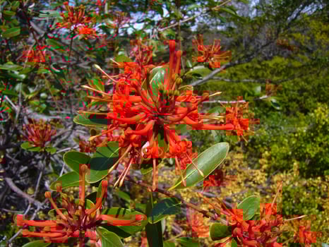 Embothrium coccineum, Chilean firetree or Chilean firebush photo