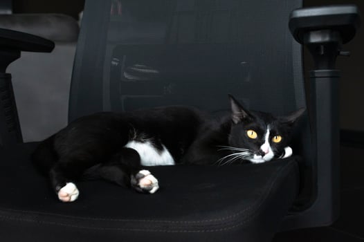 Black cat sleeping on black armchair photo