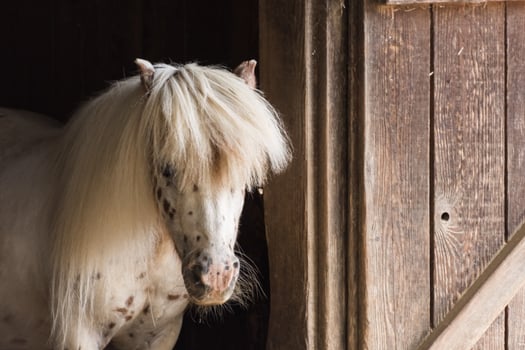 white horse with dots and a wild hairstyle photo