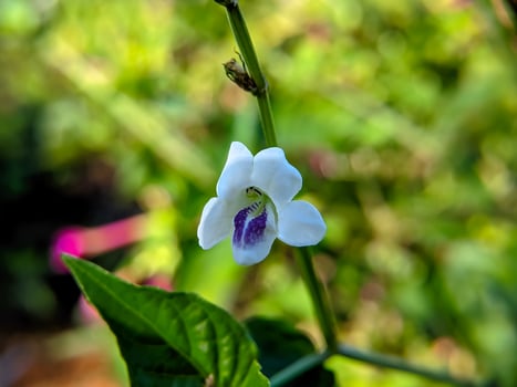 purplish white wildflower macro photo
