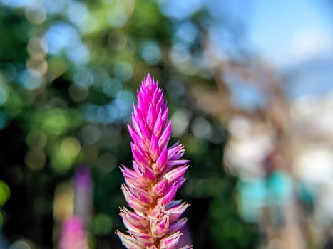 purple tip of Celosia argentea flower with bokeh background photo