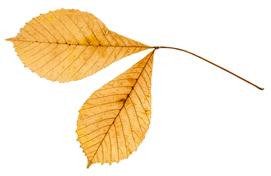 back side of twig with two leaves of buckeye photo