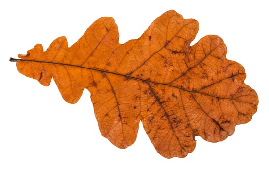 back side of fallen dried leaf of oak tree photo