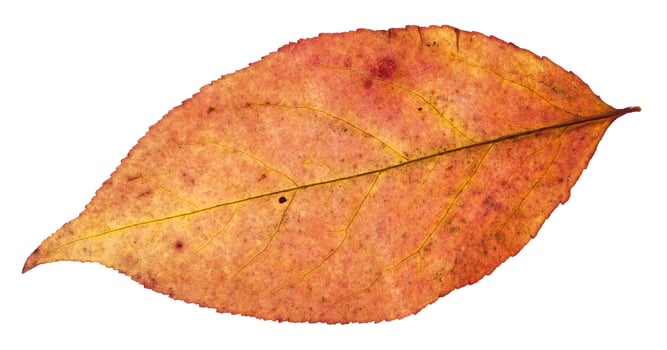 autumn leaf of willow tree isolated on white photo