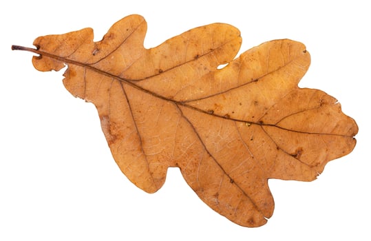 back side of brown leaf of oak tree isolated photo