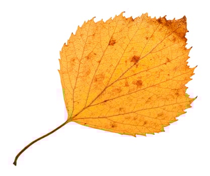 back side of yellow dried leaf of hawthorn tree photo