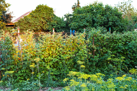 raspberry bush in country garden in summer evening photo