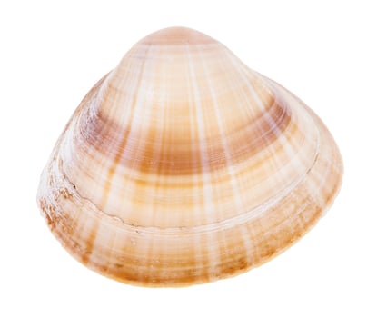 striped light brown shell of clam isolated photo