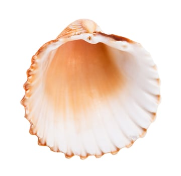 empty old brown shell of cockle isolated on white photo
