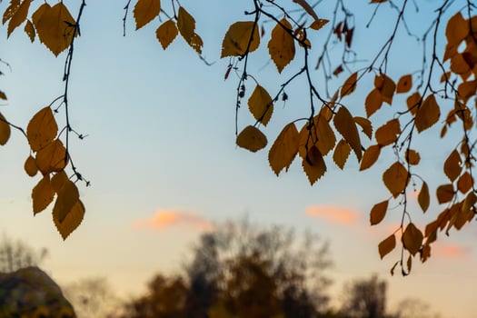 yellow autumn leaves on trees photo