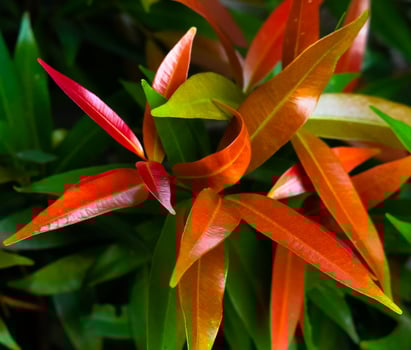 red shoot leaf ornamental plant close up photo