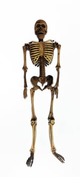 Small skeleton photo cropout