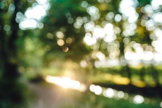 forest in the morning, bokeh background out focus photo