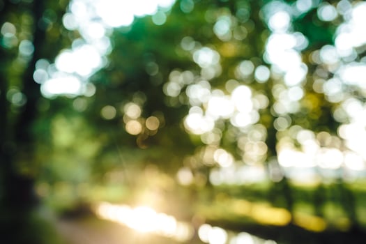 forest in the morning, bokeh background out focus photo