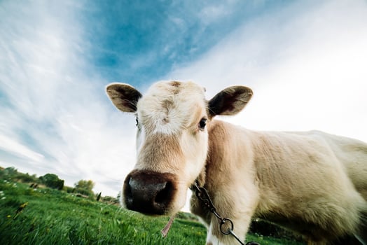 Young cow looking directly at the camera photo