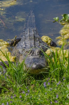 A frontal view of a resting alligator at Brazos Bend State Park in Texas. photo