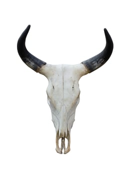 Buffalo skull on white photo