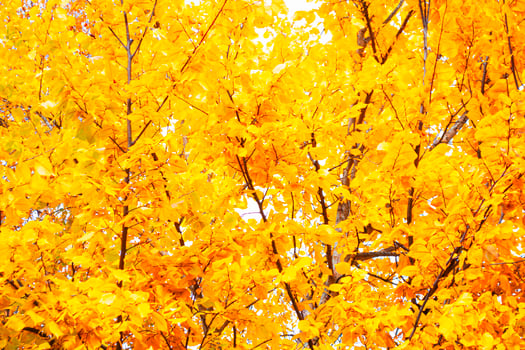 autumn landscape with bright colorful foliage. Indian summer. photo