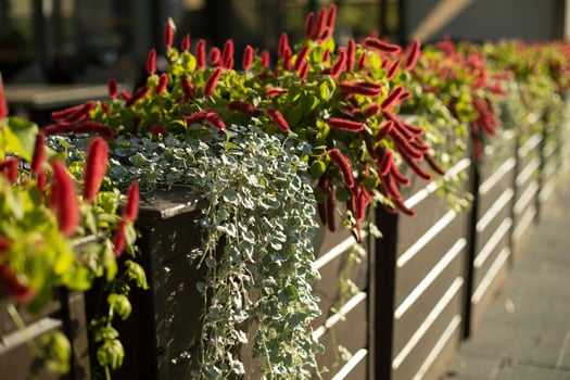 Red plant. Soft herbs. Flowers from the pot. photo
