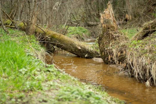 A stream in the forest. Fresh water flows through a natural channel. photo