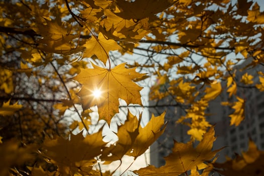 The sun shines through the maple fox. Autumn colors. Maple leaves turned yellow. photo