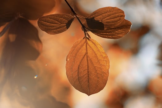 brown tree leaves in fall season, autumn leaves, brown backgrounds photo