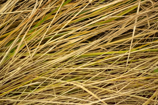 Hay texture. Yellow grass. Farm details. photo