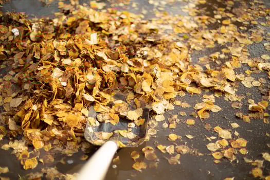 Cleaning leaves with a shovel. Cleaning the yard. Autumn deciding on the street. photo