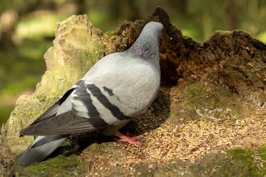 A pigeon in the forest. Bird close-up. photo