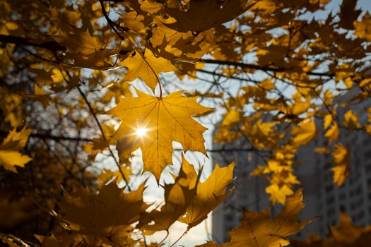 The sun shines through the maple fox. Autumn colors. Maple leaves turned yellow. photo