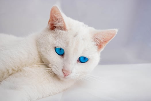 A white cat with a pink nose and blue eyes lies on a white background photo