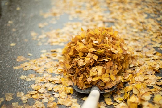 Lots of leaves on a shovel. Cleaning wet leaves in autumn. The janitor cleans the road. photo