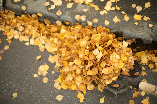 Dry leaves on the road. A bunch of yellow leaves. Cleaning of fallen foliage. photo
