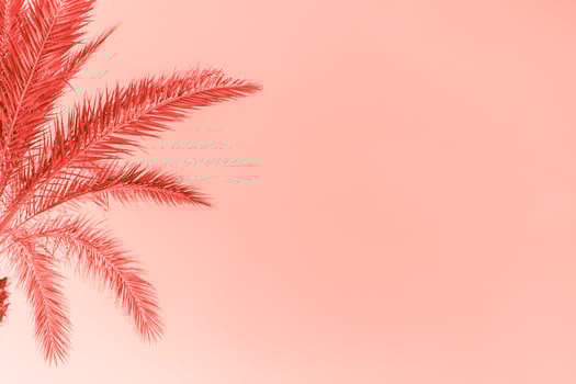 Branches of palm tree toned in living coral photo
