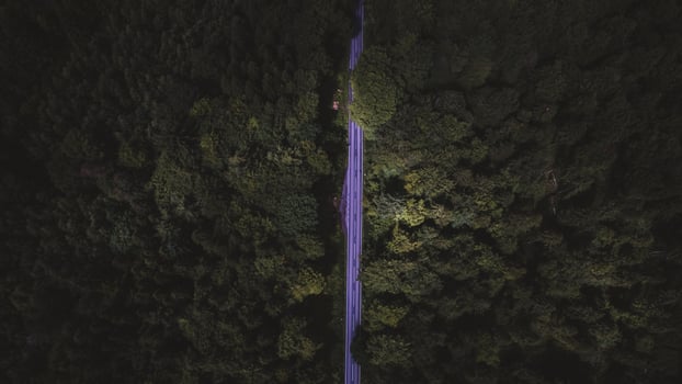 A lonely road surround it of green trees photo