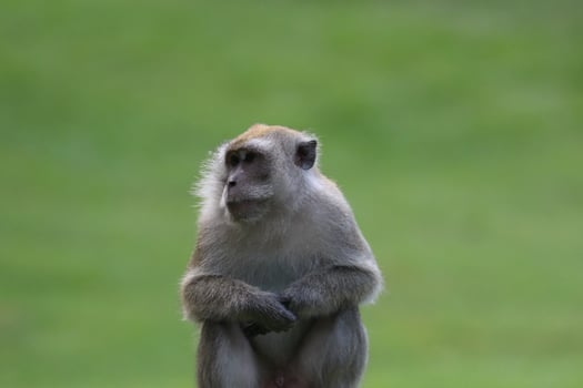 Long tailed Macaque photo