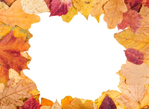 picture frame from yellow fallen leaves photo