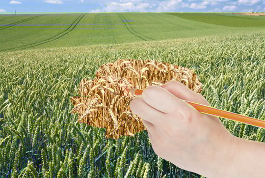 pencil draws ripe ears of wheat in green field photo