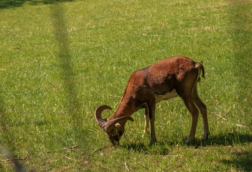 A cute  lamb on a background of green grass in a zoo in the city of Nitra in Slovakia. photo