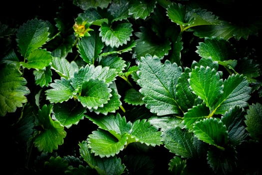 Strawberry plant leaves dark background Fresh green leaf organic strawberries growing plantation on fields photo