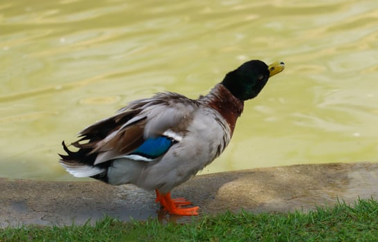beautiful duck stood by the swamp. photo