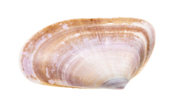 shell of clam isolated on white photo